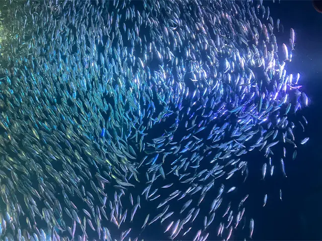 20250225